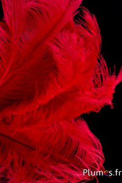 Rosso - Piume Piume - Plumes.fr