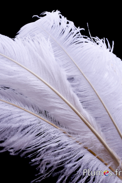 Struzzo 50-65 cm - Piume Piume - Plumes.fr