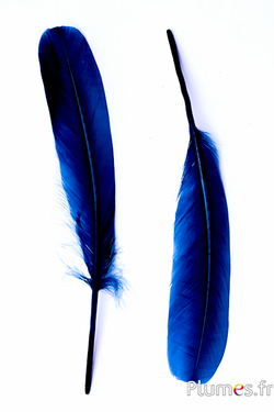 Blu notte - Piume Piume - Plumes.fr