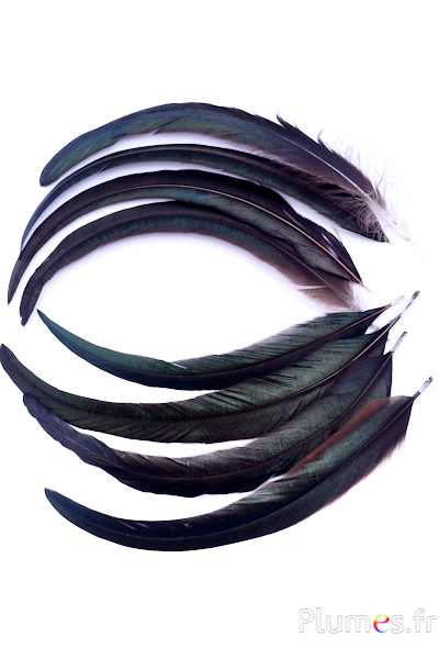 Gallo frusta - 25-30 cm - nero naturale - Plumes.fr