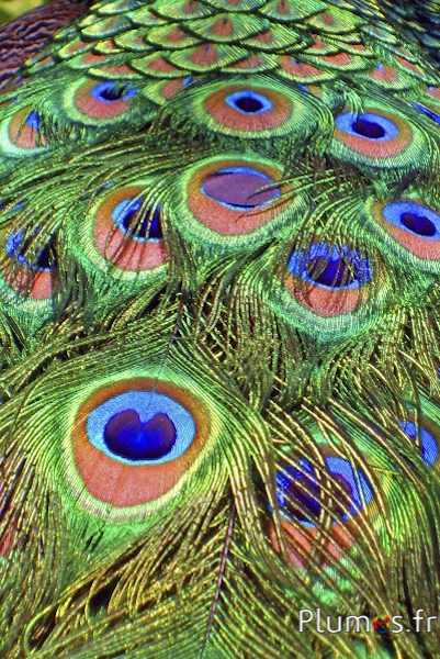 Piume di pavone blu da 10-12 pollici 5 piccole penne per uccelli color  occhi reali con un colore a tinta unita. Una decorazione tinta per cappelli  e tavoli -  Italia